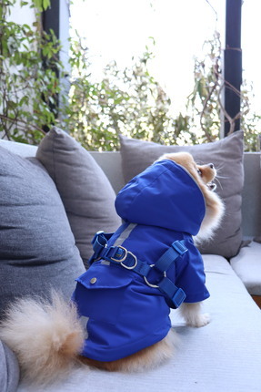 mardog mavi tasmalı kedi ve köpek montu