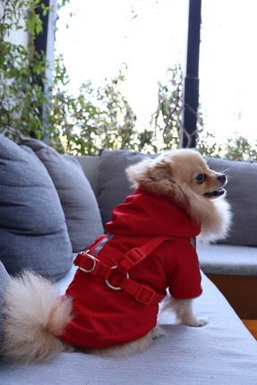 mardog Kırmızı tasmalı kedi ve köpek montu