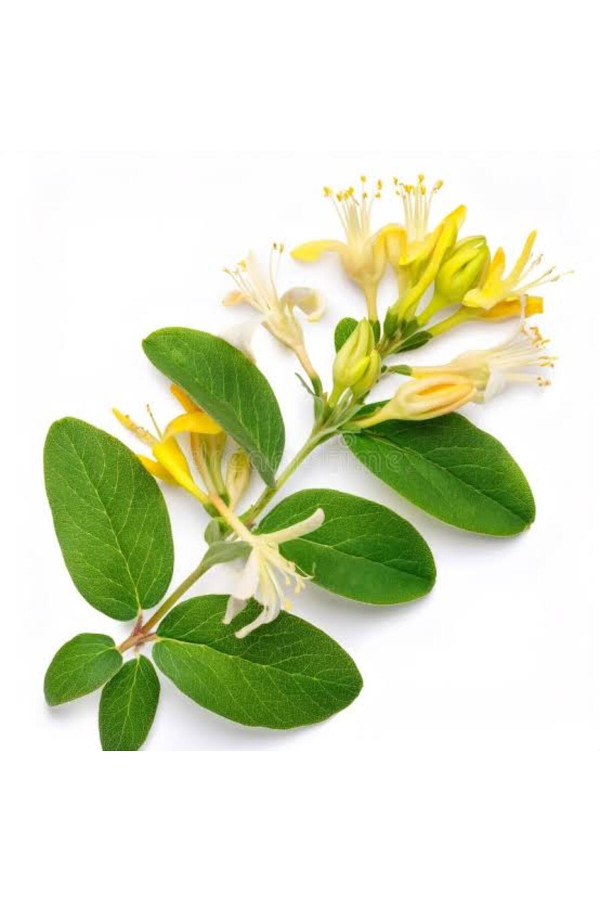 Intense Scented Honeysuckle Sapling Lonicera Periclymenum10-20 cm