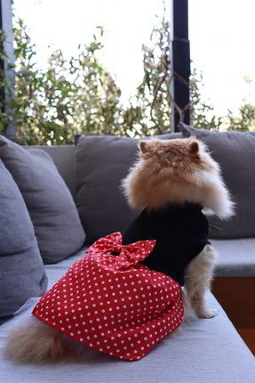 mardog Mardogpetbutik Kedi Köpek Elbisesi Kırmızı Puantiyeli Fiyonklu Minnie ...