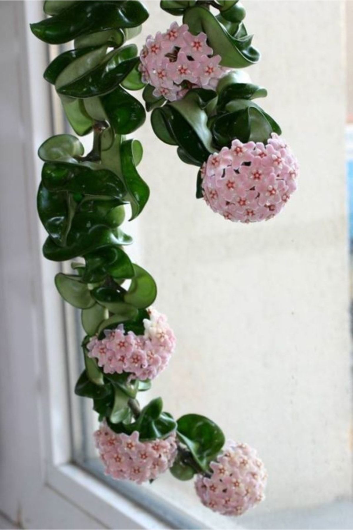 Candle Blossom Seedling Hoya Carnosa Tri Colour 3 Colors 10-20 cm