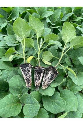 Fideon Kırçıl Patlıcan Fidesi | Bahçe ve Saksıya Uygun – 6 Adet