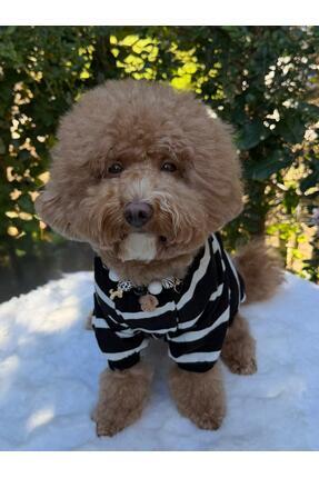 PATİBÖR Siyah Çizgili Ince Sweat