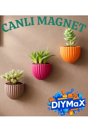 DIYMaX 3’lü Set İstiridye Magnet Saksı | Canlı Sukulentli Mıknatıslı Buzdolab...