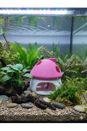 3D TasarımPembe Beyaz Mantar Ev - Akvaryum İçi Estetik Dekorasyon (8x8 cm) Su...