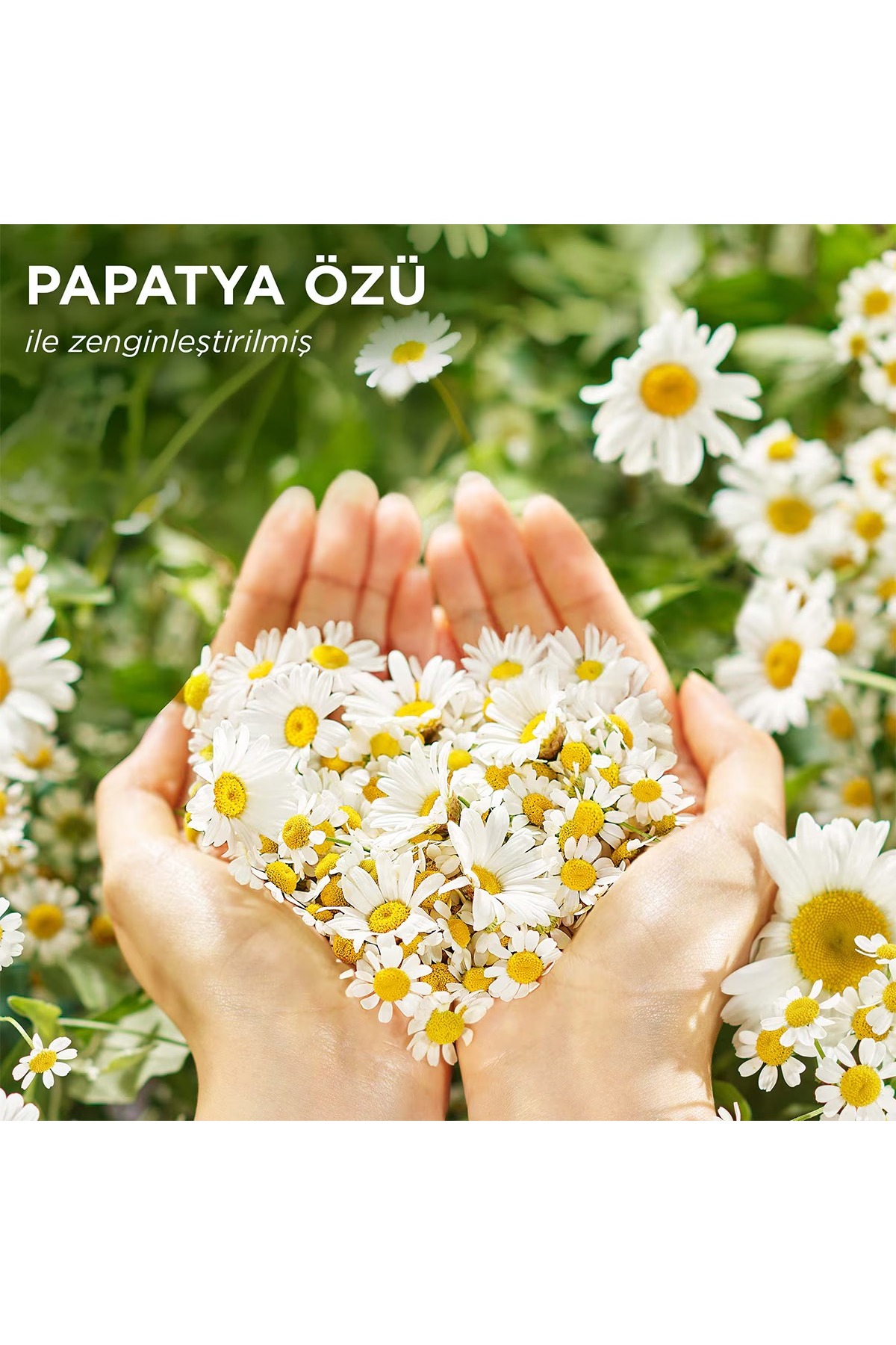 اسپری موی سری بابونه ۱۴۵ میلی‌لیتری — EMA7233256 — تصویر 6 از 6