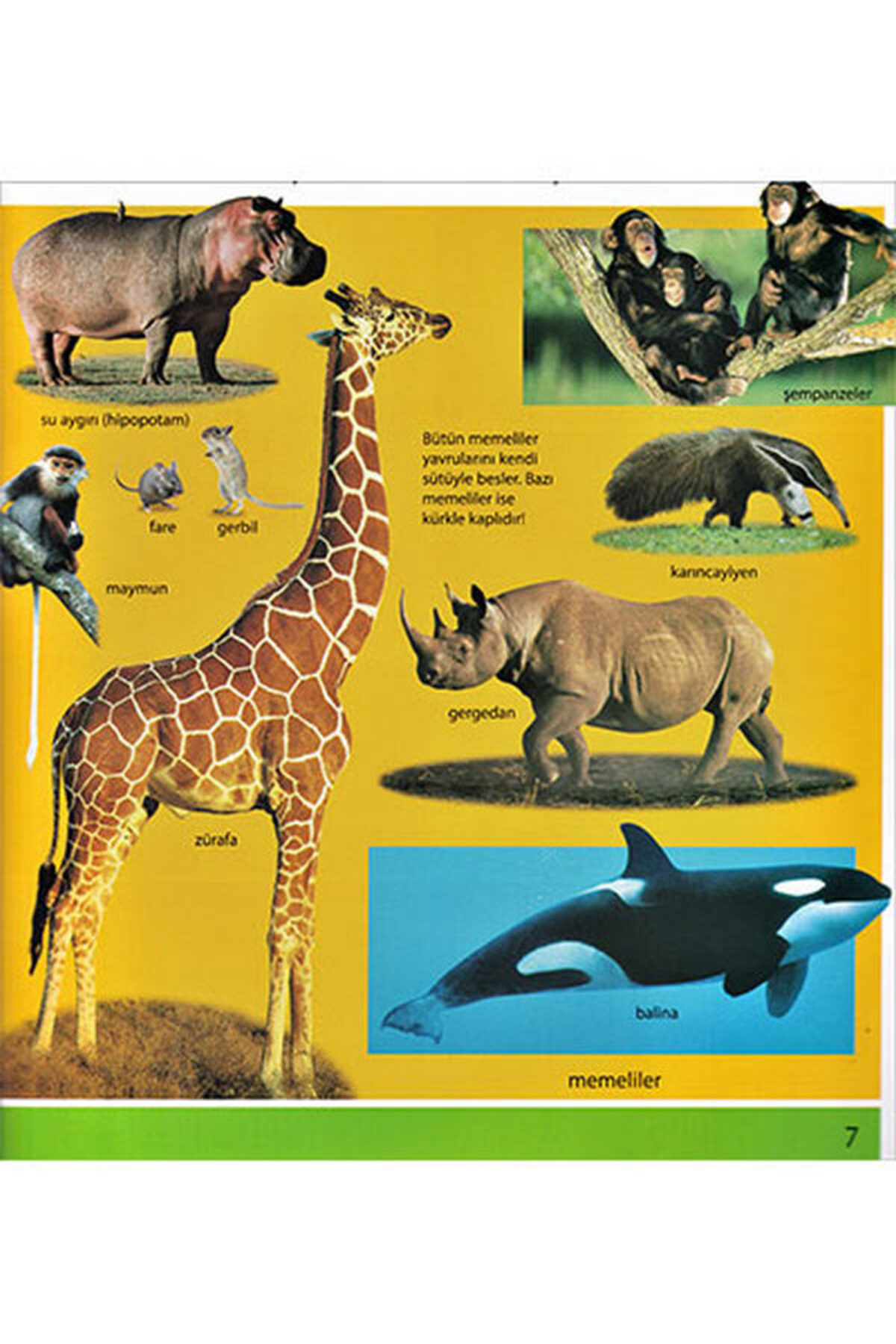 Parıltı Yayıncılık İlk Sayılar. Sözcükler ve Hayvanlar Kitabım - 3 Kitap fotoğrafı 3 (önizleme)