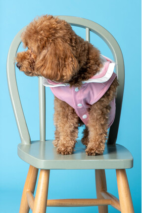 furlabel Bebek Yaka Kedi-Köpek Kıyafeti – Küçük, Orta Irk Kedi-Köpek Elbisesi...