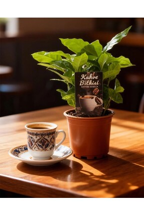 gardenkoala Kahve Bitkisi – Coffea Arabica – 12 cm Saksı