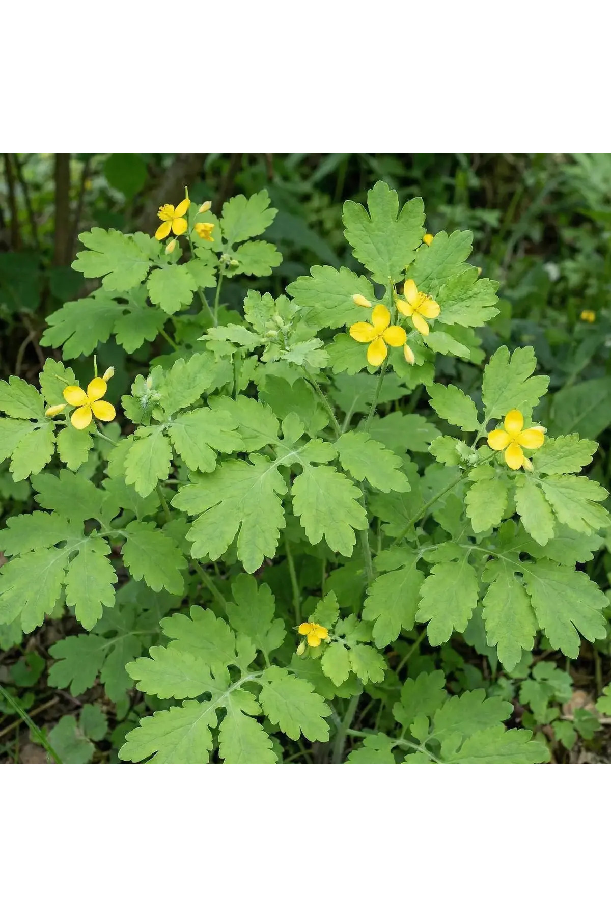 4 Celandine Seedlings (chelidonium Majus)