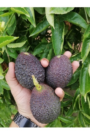 Fruit Paradise 2 kg Hass Avokado-Taze Hasat