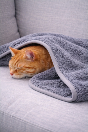 argehome Welsoft Kedi Köpek Battaniyesi – Çift Kat, Biye Kenarlı, Yumuşak & S...