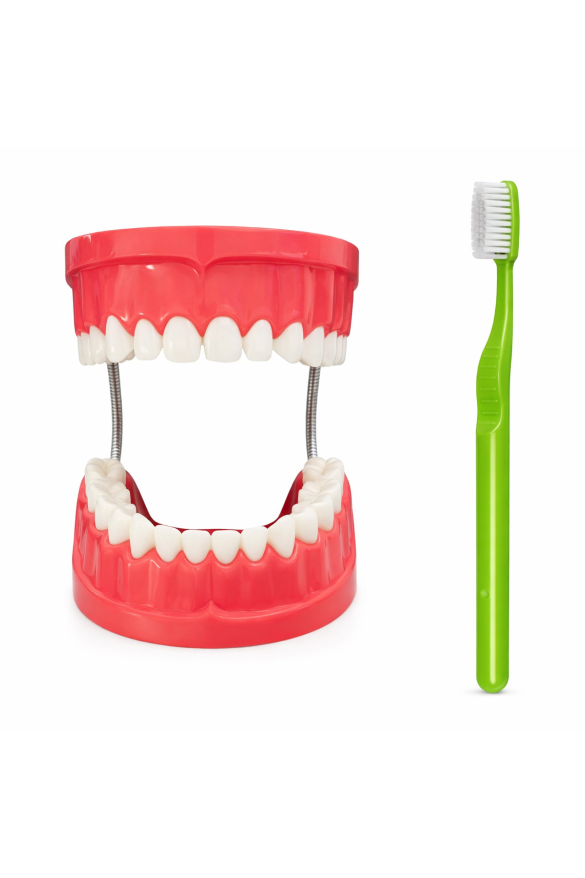 Laylay Toys Diş Fırçalama Modeli Anasınıfı Eğitici Oyuncaklar fotoğrafı 3 (önizleme)