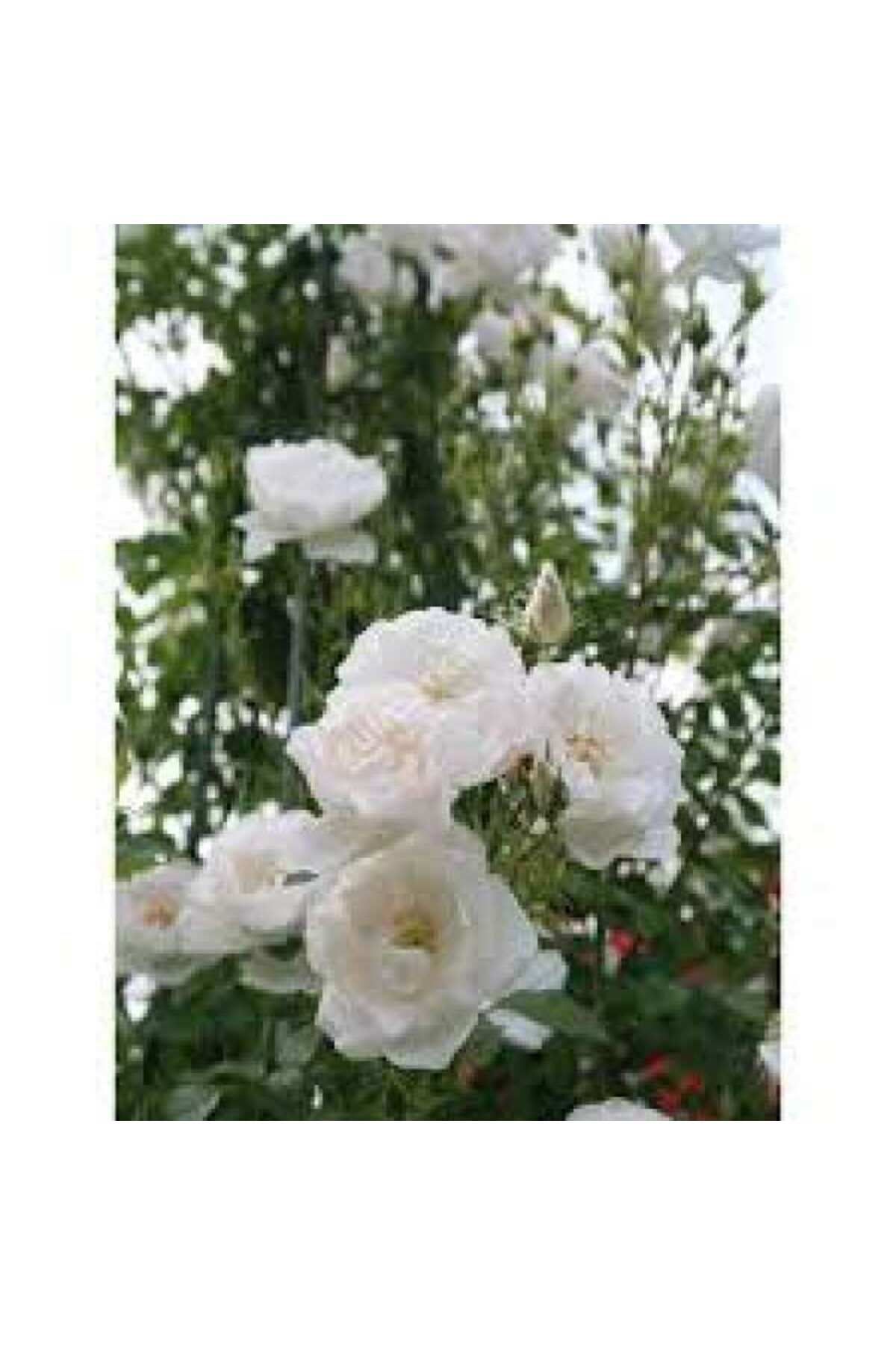 White Ivy Yediver Rose Sapling 10-20 cm