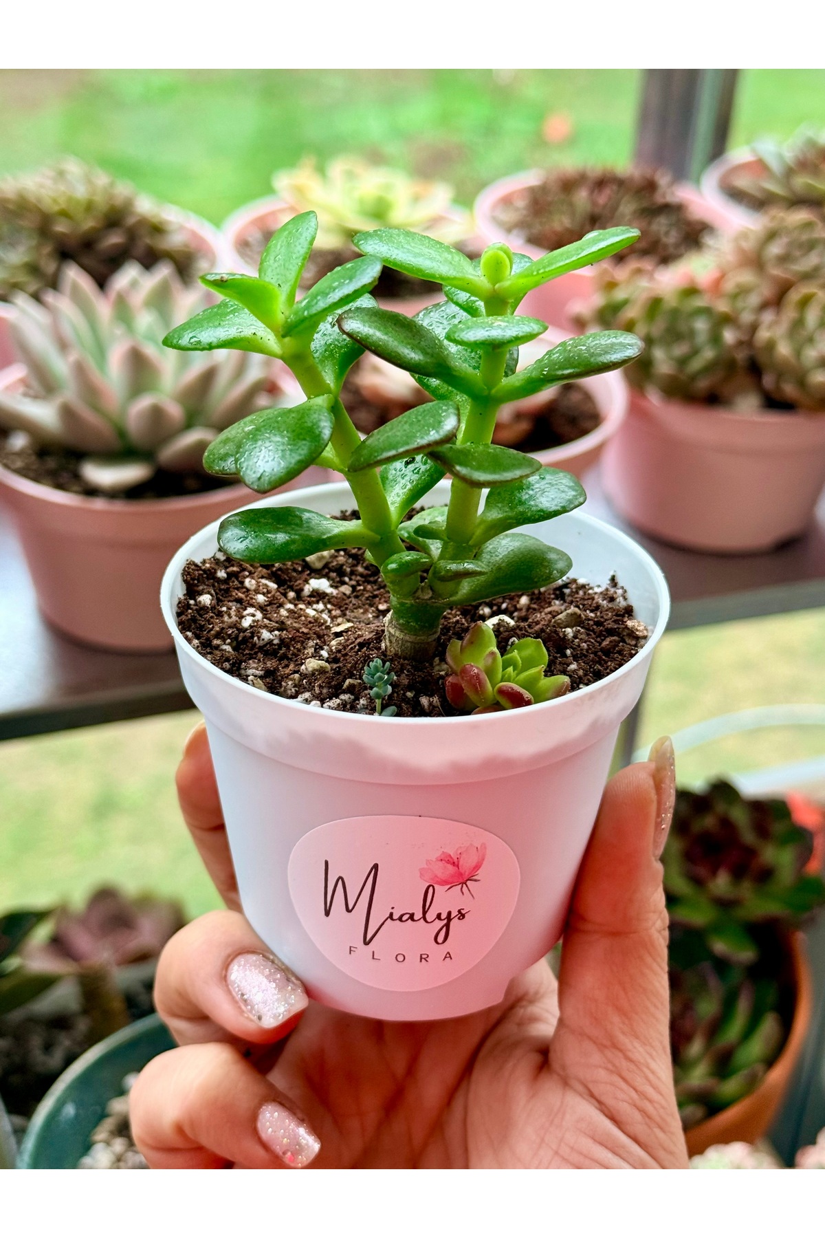 Sukulent İthal Crassula Ovata Para Ağacı Şans Çiçeği – Kore