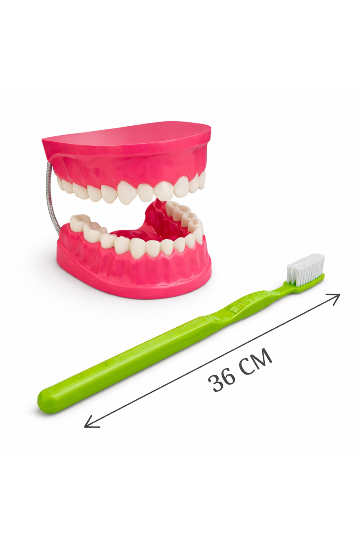 Laylay Toys Diş Fırçalama Modeli Anasınıfı Eğitici Oyuncaklar fotoğrafı 5 (önizleme)