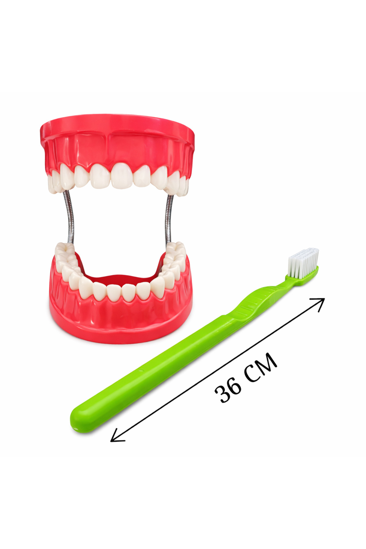 Laylay Toys Diş Fırçalama Modeli Anasınıfı Eğitici Oyuncaklar fotoğrafı 2 (önizleme)