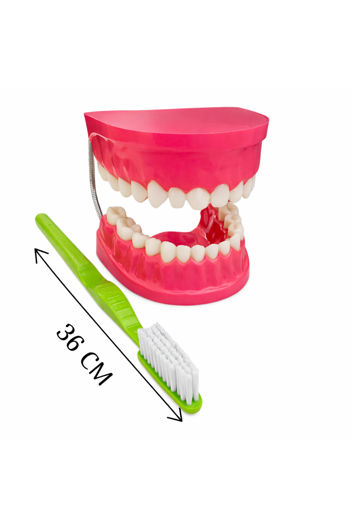 Laylay Toys Diş Fırçalama Modeli Anasınıfı Eğitici Oyuncaklar fotoğrafı 4 (önizleme)