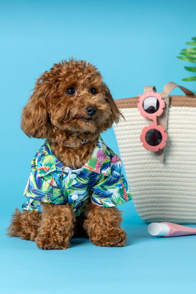 furlabel Tropikal Palmiye Desenli Dijital Baskılı Kedi ve Köpek Gömleği