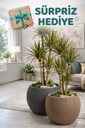 CANBOTANİK Salon Saksı 2 Lİ Saksı Küre Model Saksı 20 cm 9 Litre Antrasit ve ...