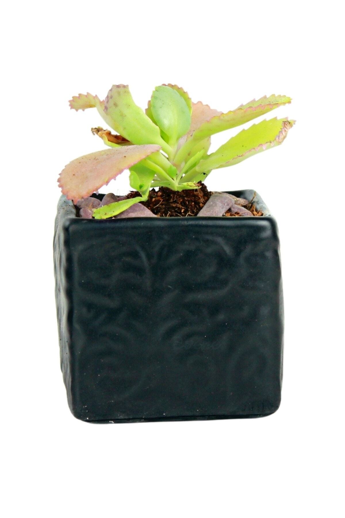 Flower Pot Decorative Flower Pot Cactus Flower Pot Succulent Flower Pot Small Flower Pot Model 45 Black Flower Pot