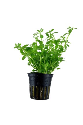 Aqua Expert Akvaryum Bitkileri - Bacopa Monnieri (Gözyaşı) | Kolay Akvaryum B...