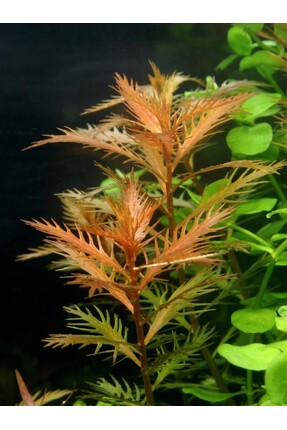Aqua Expert Akvaryum Bitkileri Proserpinaca Palustris- Meksika Denizci Otu Re...