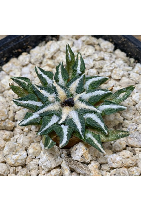 variegataseeds Ariocarpus macdowellii ( saksısız)