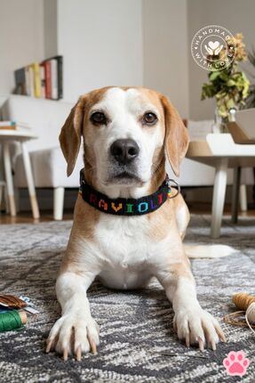 Chic Shoppine Köpek&Kedi Kolyesi El Yapımı