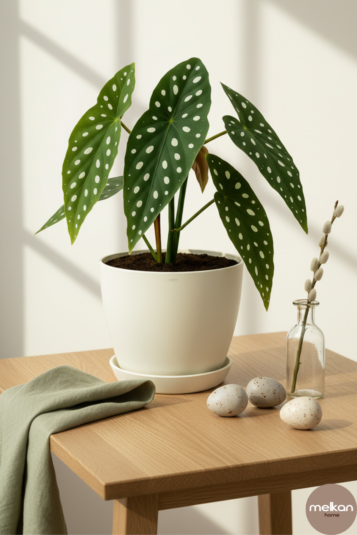 6 Liters Begonia Flower Pot – 22x21 cm Matte Plant Pot | Indoor and Outdoor Compatible Durable Flower Pot