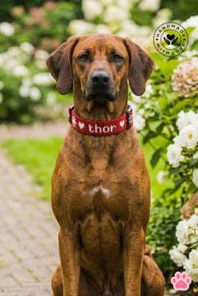 Chic Shoppine Köpek&Kedi Kolyesi El Yapımı