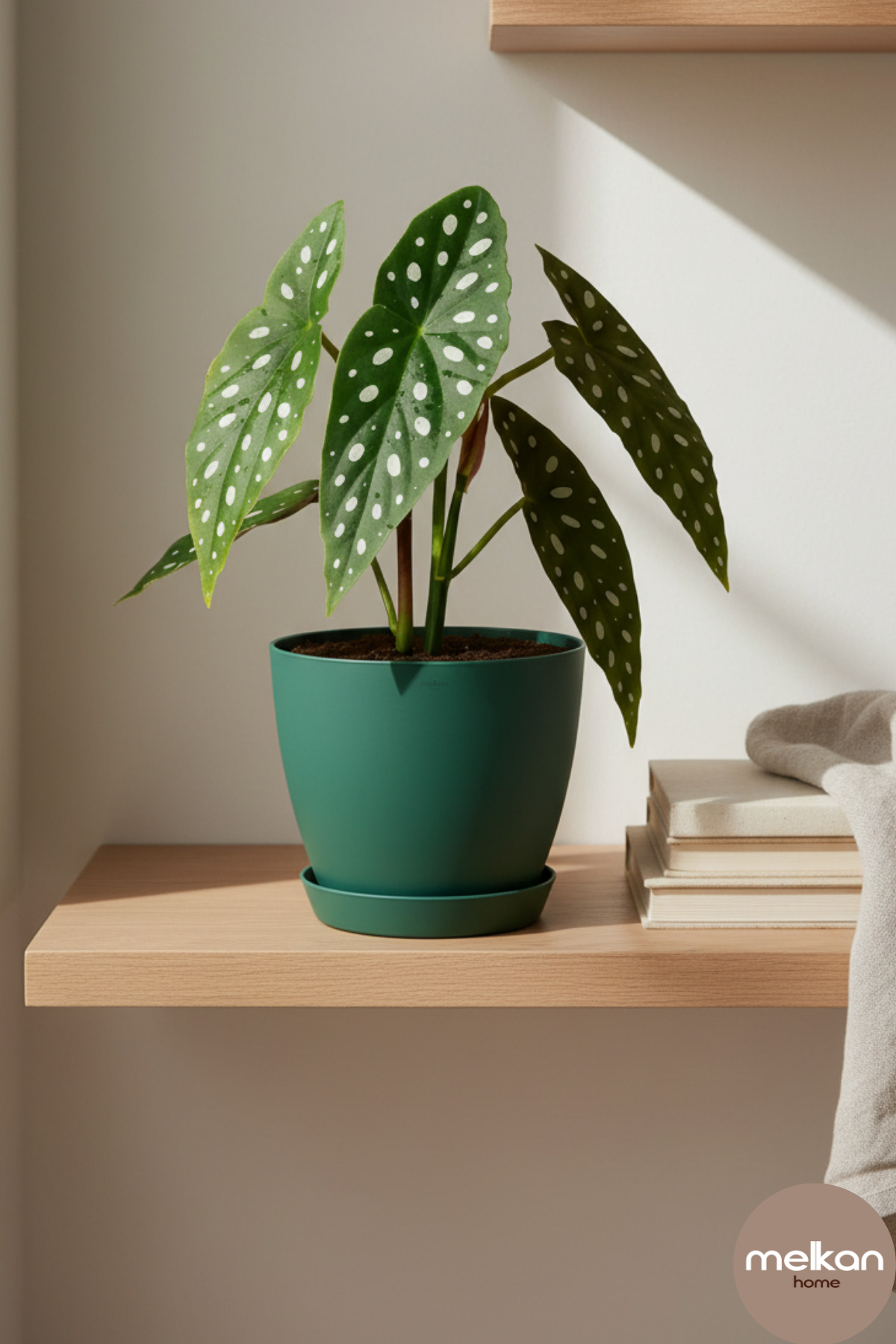 6 Liters Begonia Flower Pot – 22x21 cm Matte Plant Pot | Indoor and Outdoor Compatible Durable Flower Pot