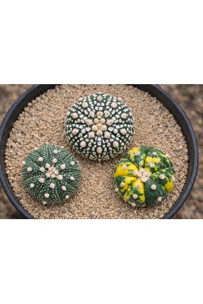 variegataseeds Astrophytum asterias ve 'Variegated' kaktüsler 3 adet ( saksısız)