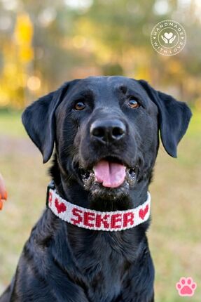 Chic Shoppine Köpek&Kedi Kolyesi El Yapımı