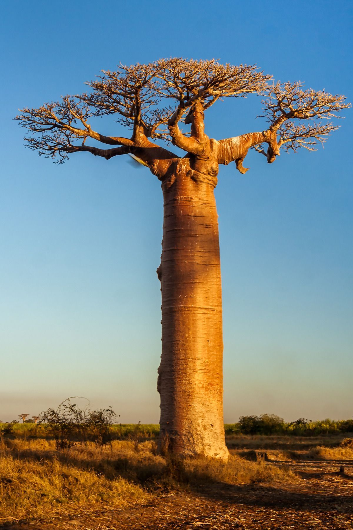 Baobab Yağı 20ml - %100 Saf Soğuk Sıkım Baobab Yağı — baobab1 — تصویر 6 از 6