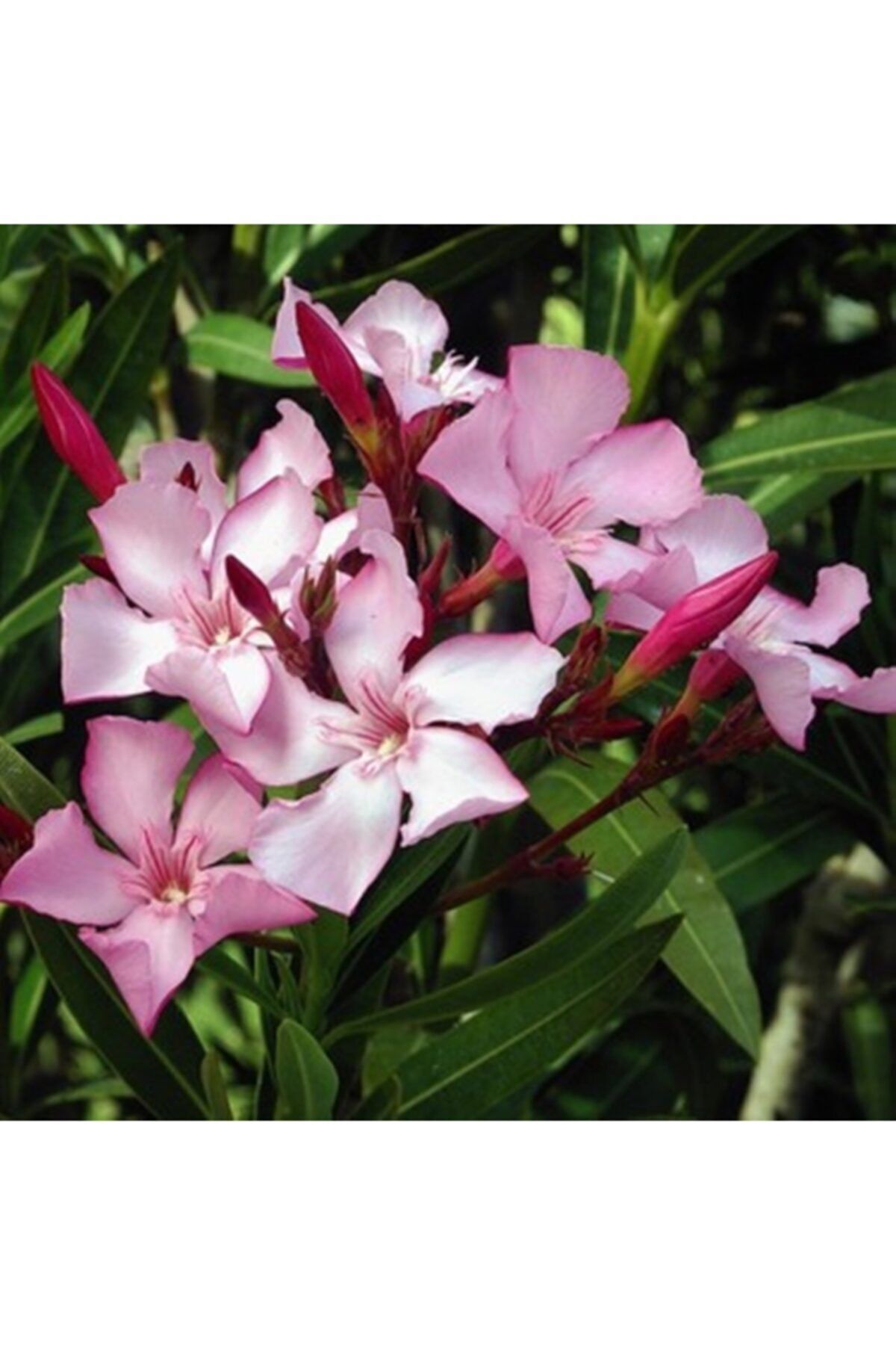 Tube Oleander Sapling Pink Flowering Nerium Oleander