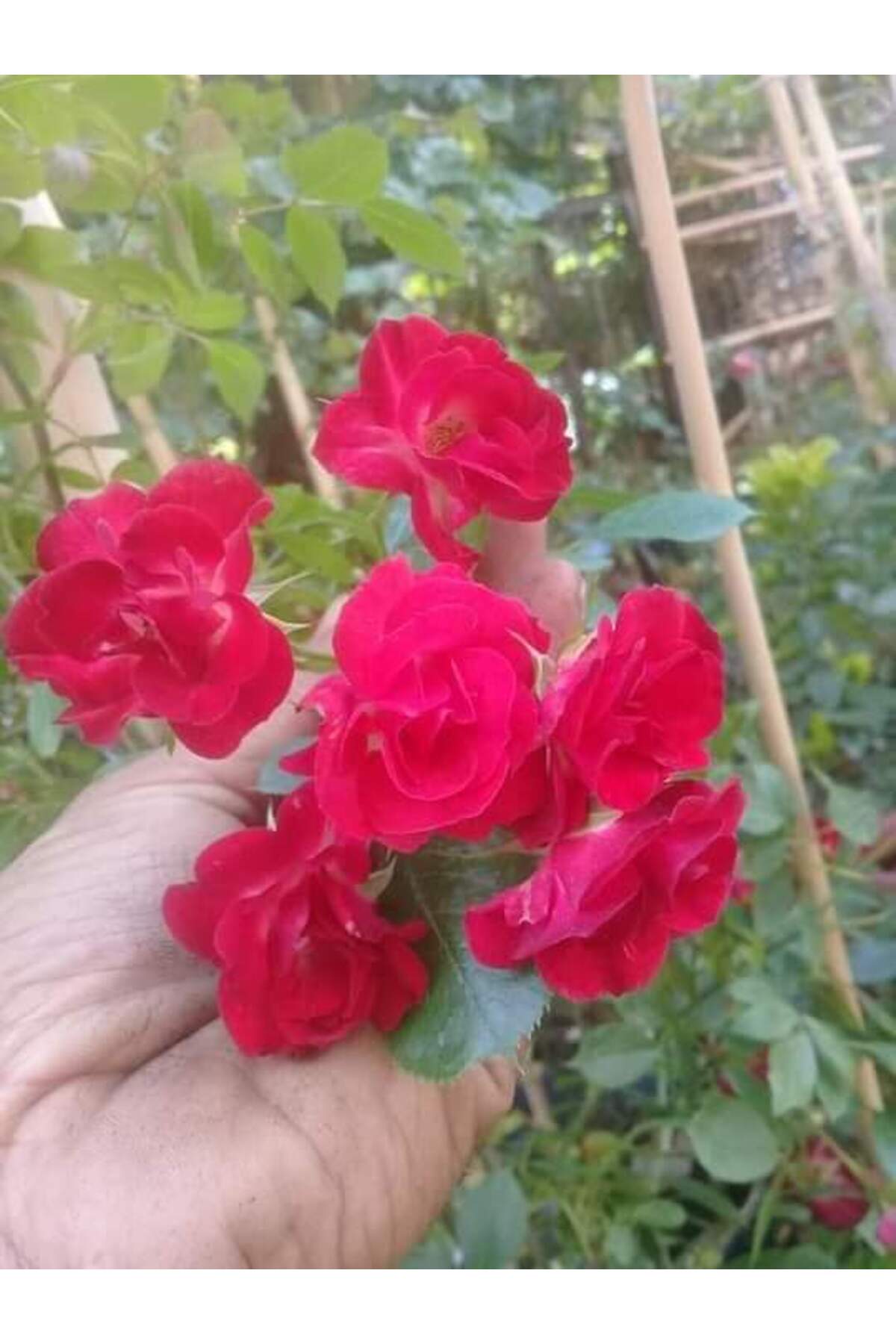 Red Yedivering Ivy Rose Sapling open root 20-40 Cm