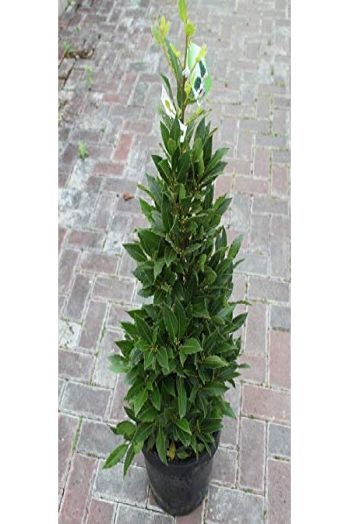 60-80 Cm Bay Tree (LAURUS NOBİLİS) Seedling with Tube Bahçevilya