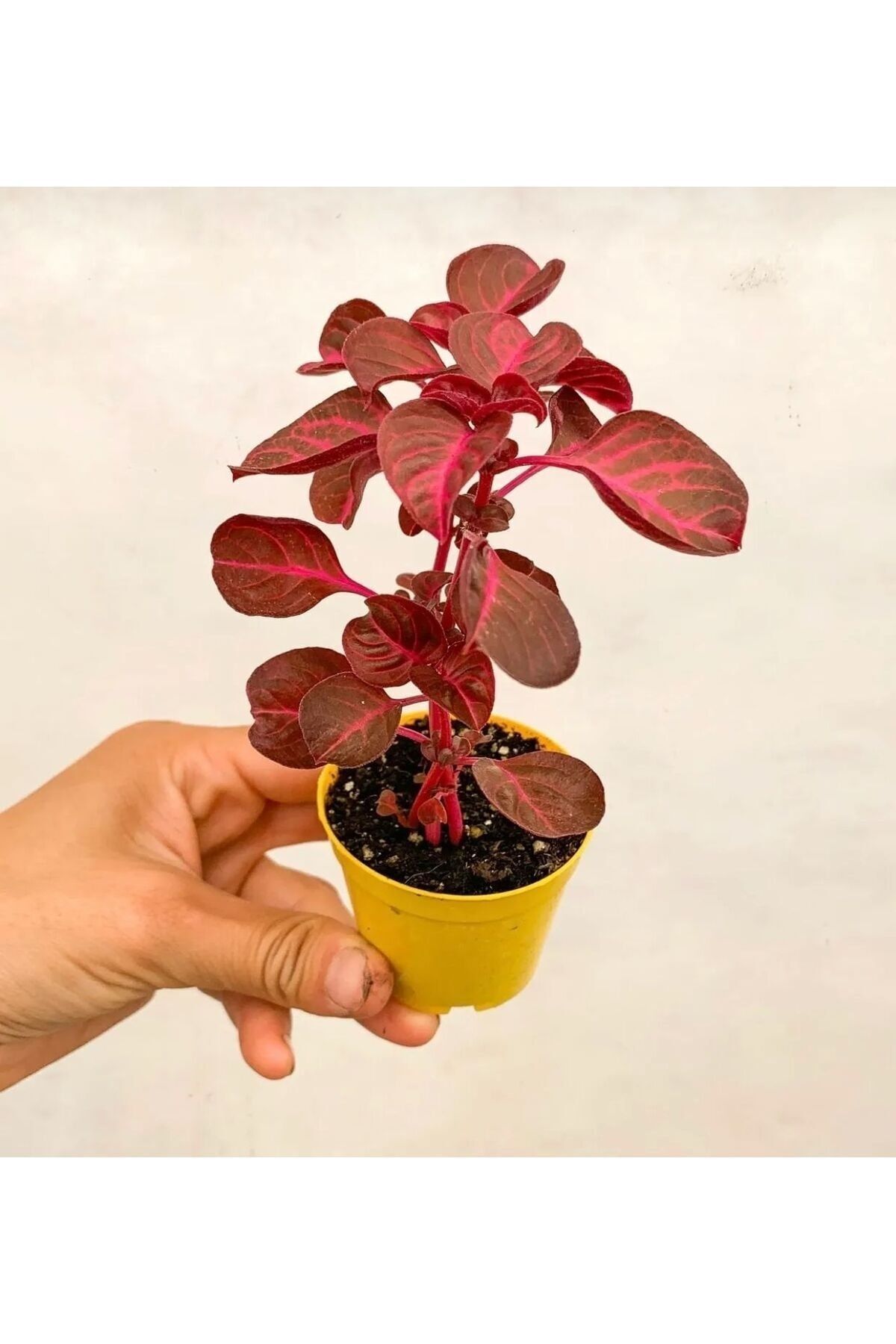 Gypsy Shalwar Flower Seedling Seedling 10-20 cm