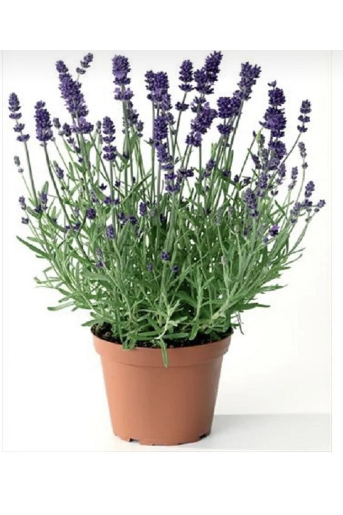 Lavender Seedling Angustifolia 10-20 cm in Pot