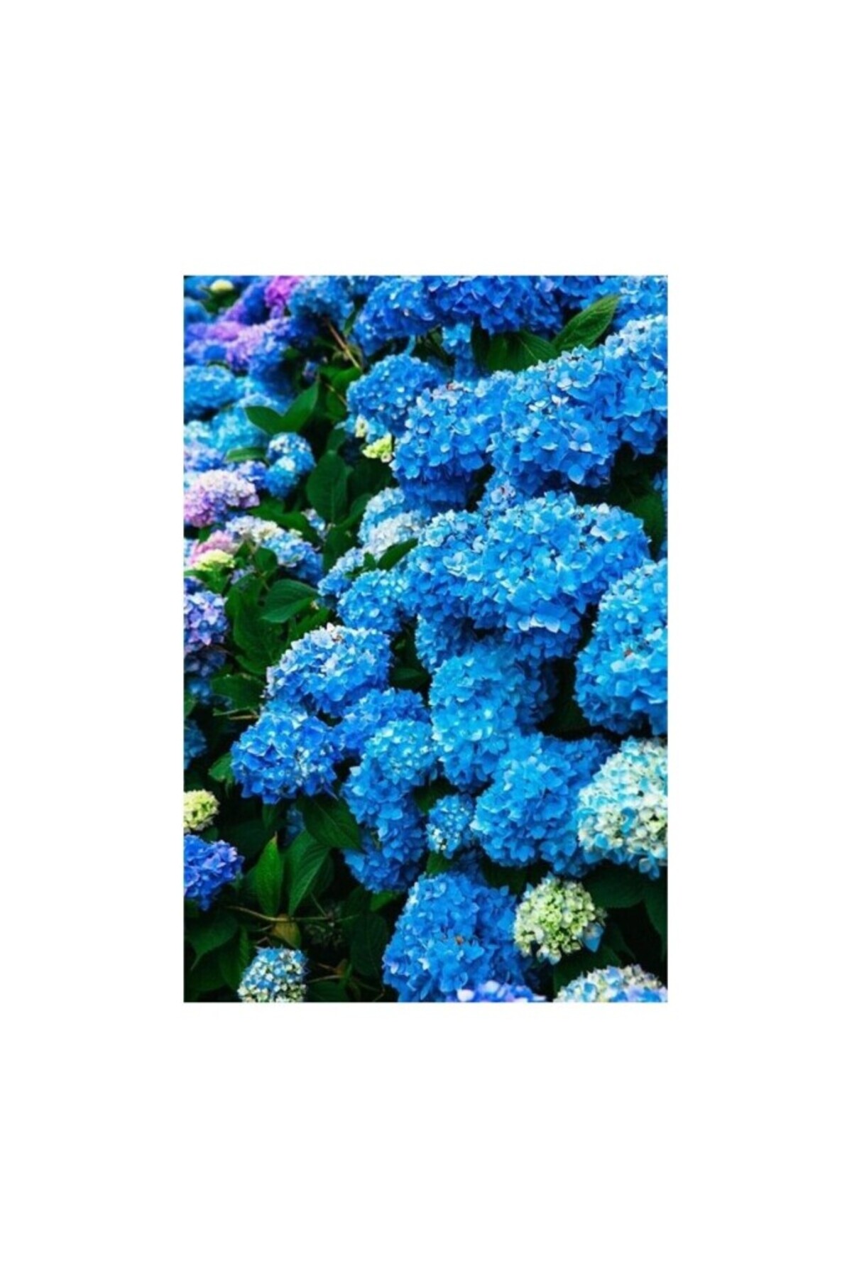 Mimoza Hydrangea Mocnophylla Koyu Mavi Canlı Ortanca Çiçeği Fidanı