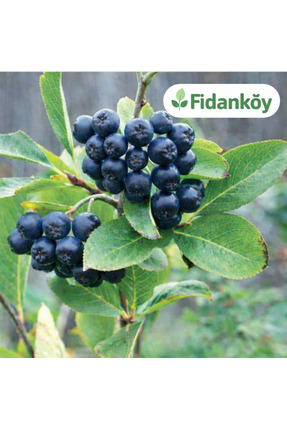 Genel Markalar Aronya Fidanı Saksılı/tüplü