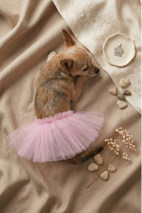 Patipin Pembe Tül Kedi Köpek Eteği - Küçük Irk Köpek Ve Kedi Kıyafet