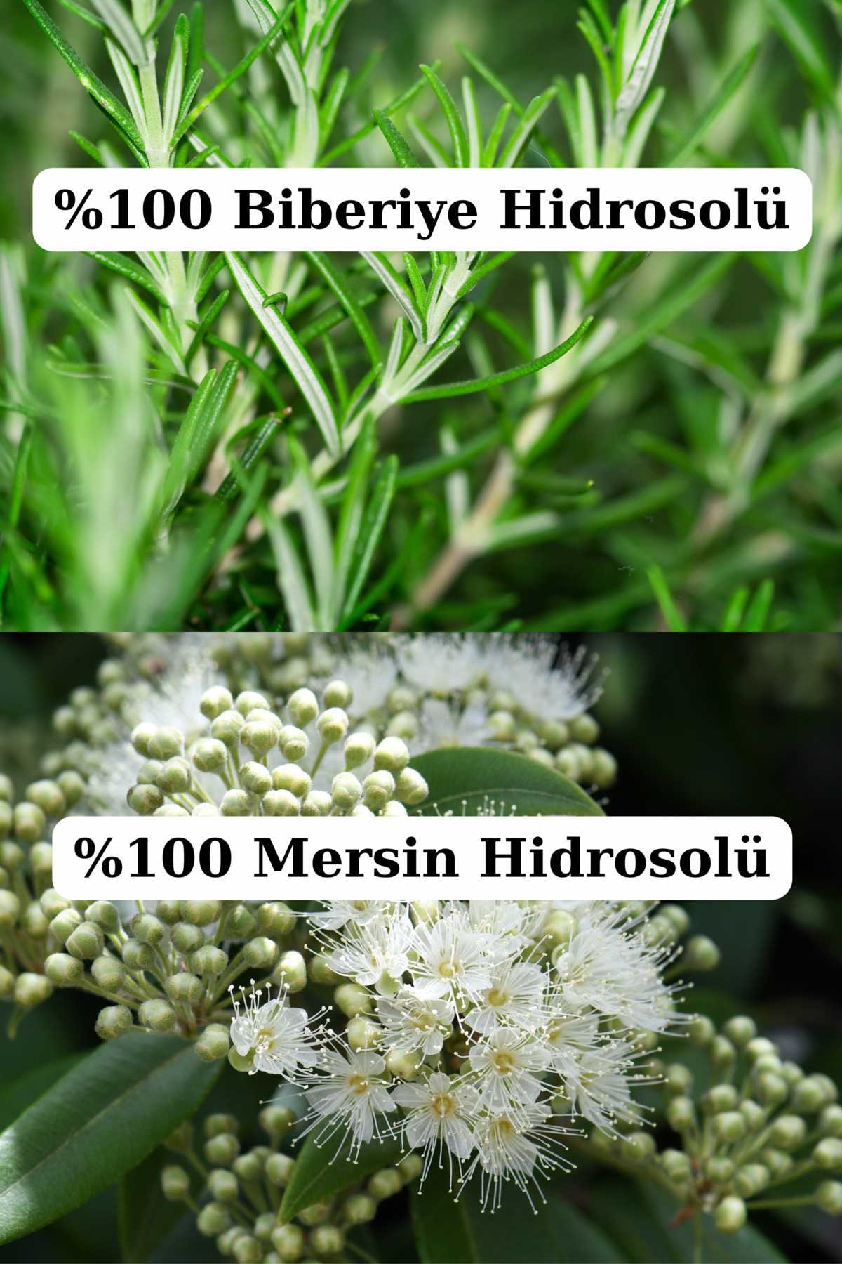 Gözenek Sıkılaştırıcı Yüz Bakım Seti- Biberiye, Ölmez Çiçek Ve Mersin Suyu (3 X 100ML) Doğal — gozeneksıkılaştır1 — تصویر 4 از 5