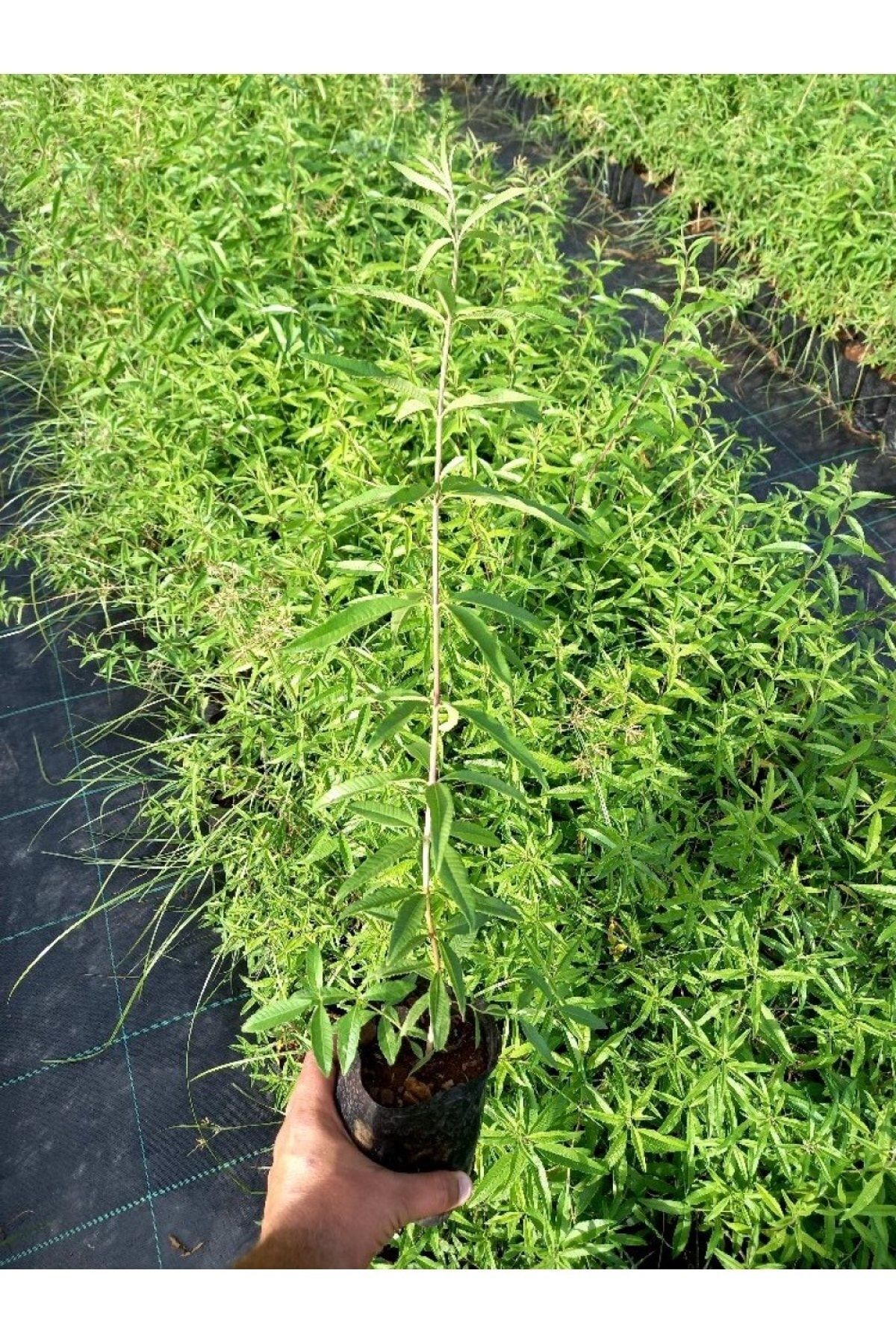 5 Scented Island Coral Melissa Cologne Flower Seedlings Cestrum Nocturnum