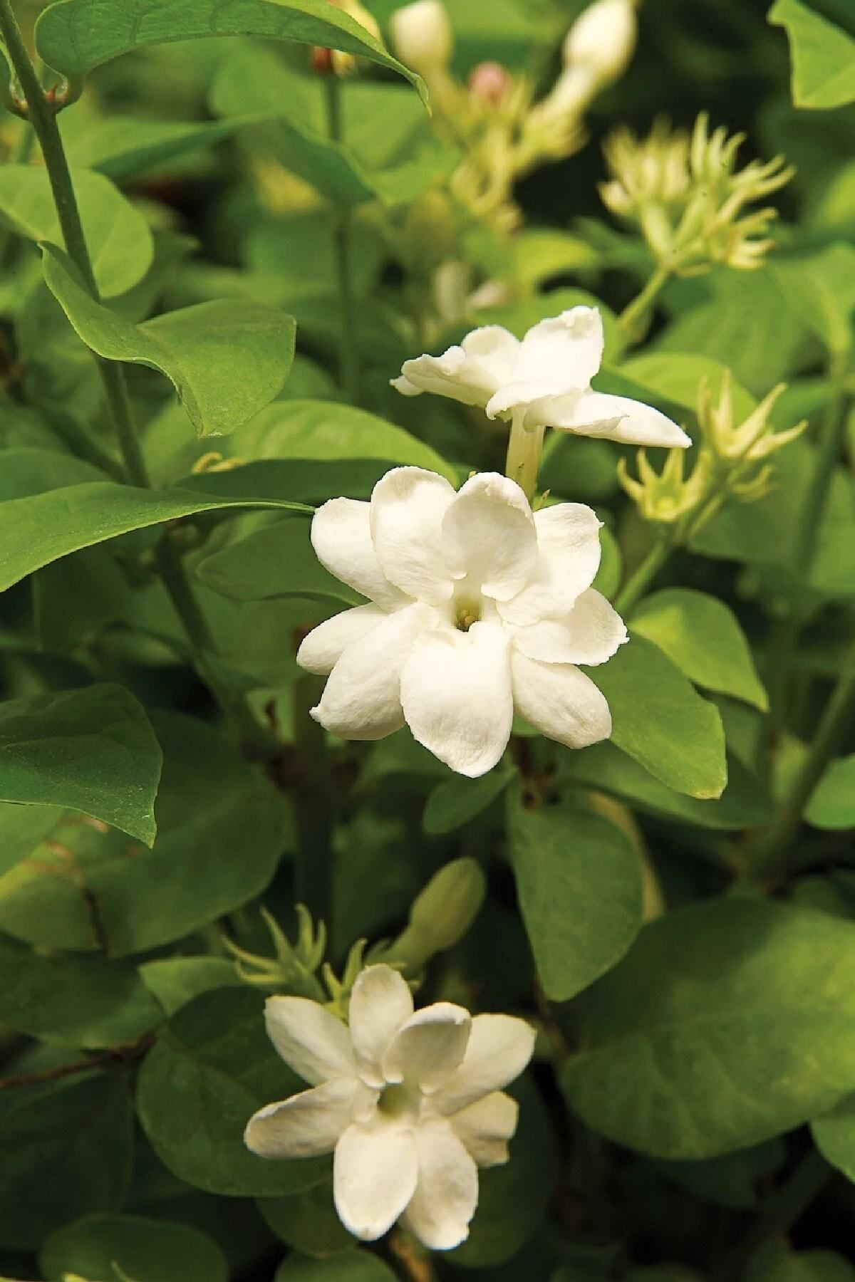 Arabian Jasmine Plant Seedling 10-20 cm