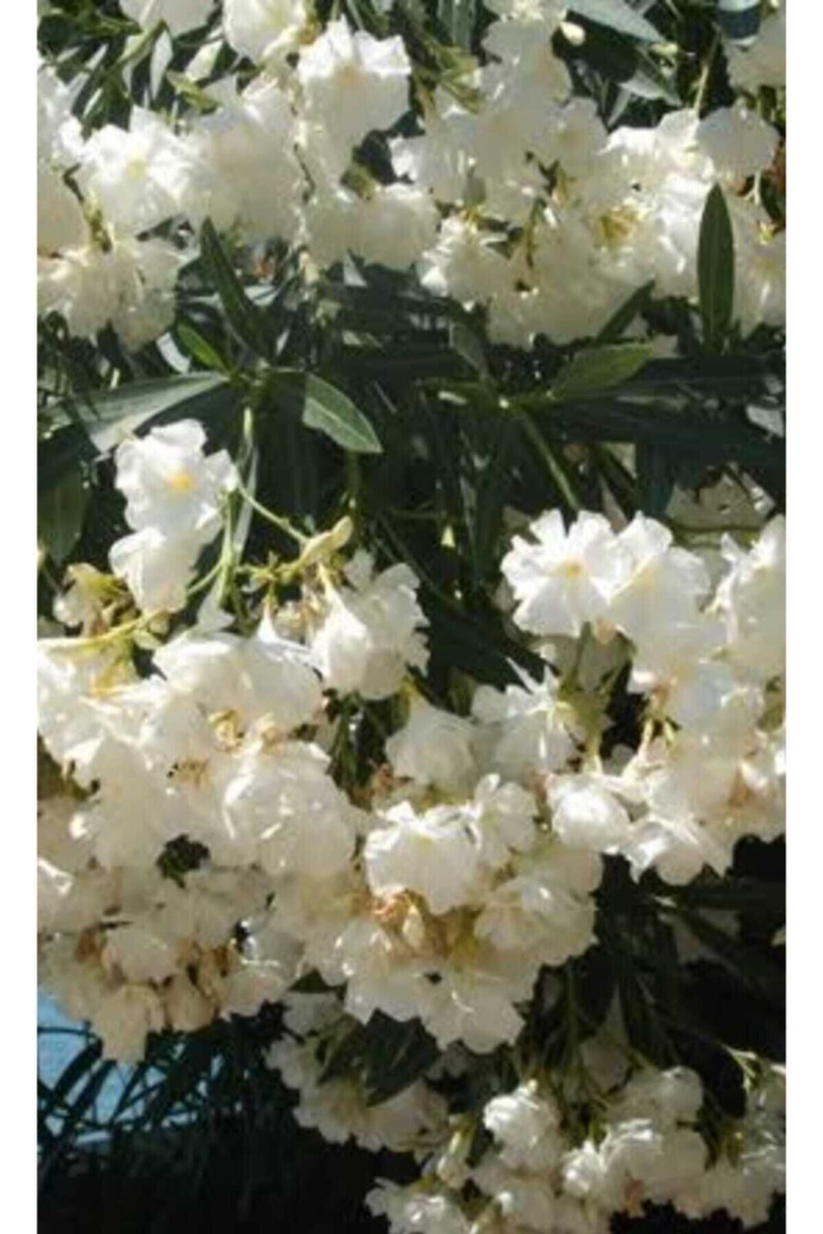 Scuba White Oleander Flower Seedling 2 Years Old