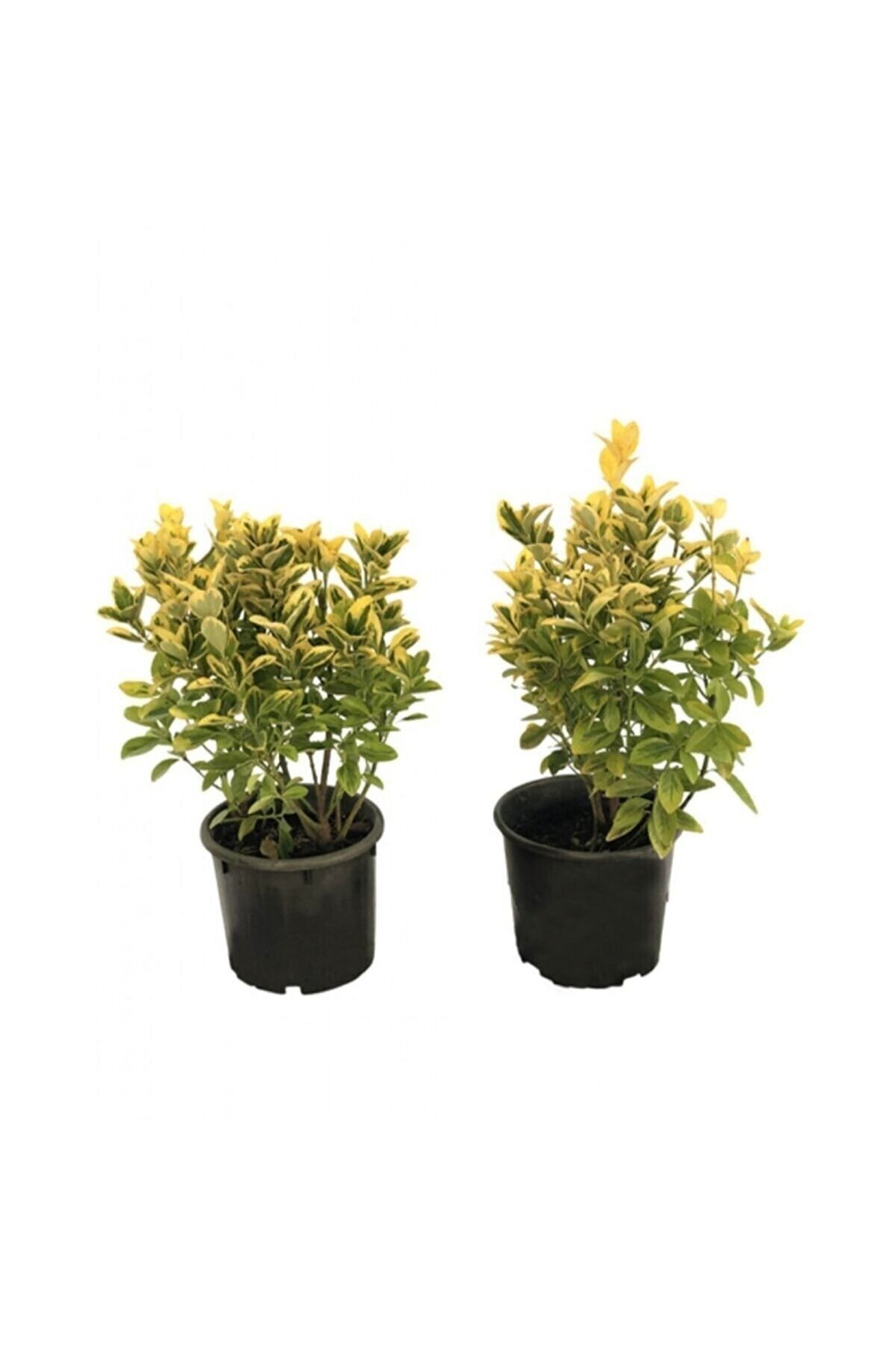 Altuni Gold Taflan Seedling Aactarımgoldtaflan Tube 20-30cm