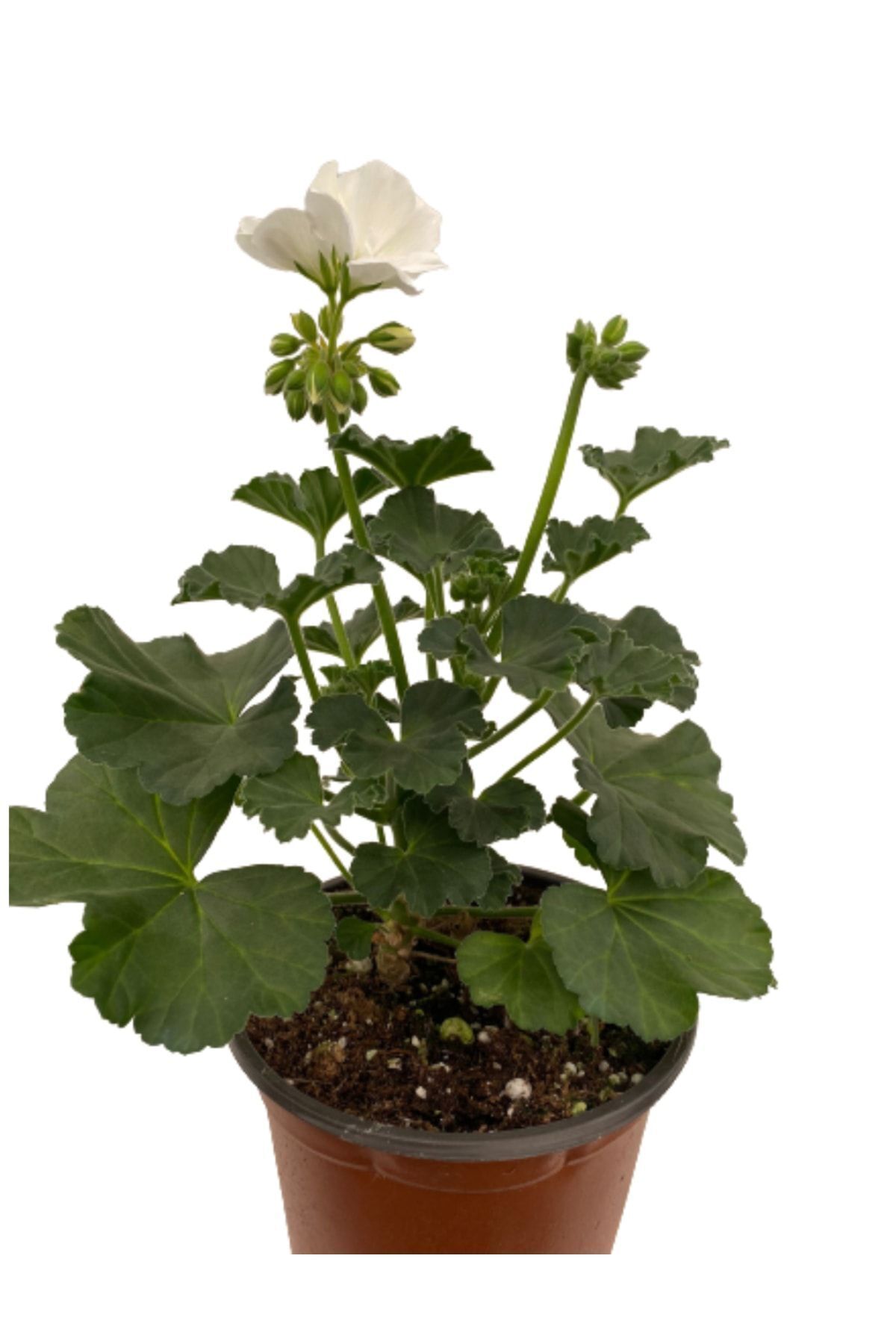 Geranium Flower Sapling White 10-20 cm 1 Piece