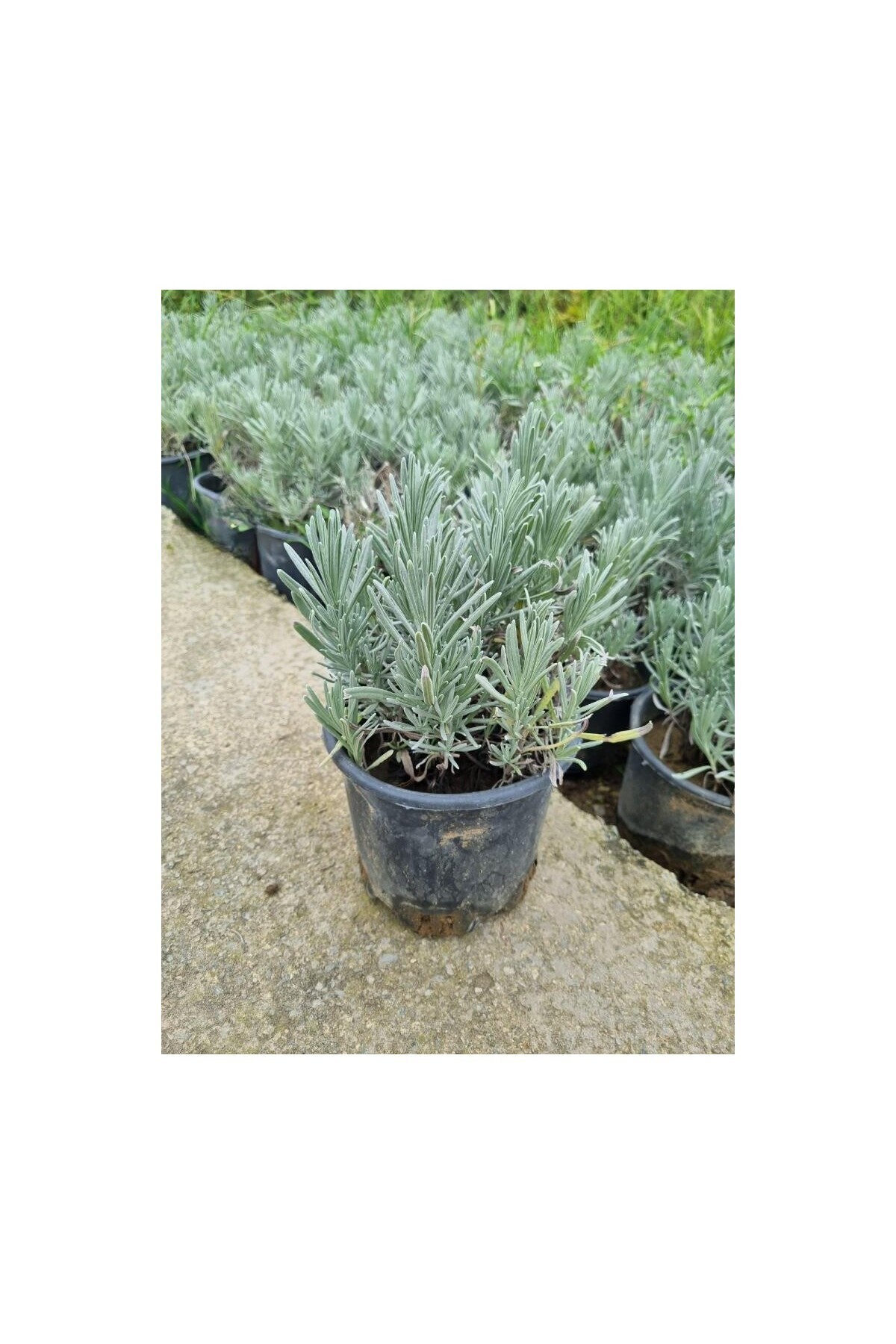 Garden Type Lavender Seedlings 3 Pieces 15-25 cm Intermedia
